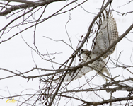 Red tailed Hawk